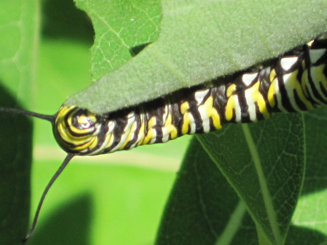butterflies_and_caterpillars_020.jpg