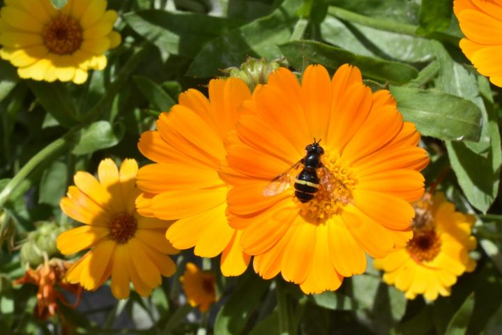 calendulas with bees on them