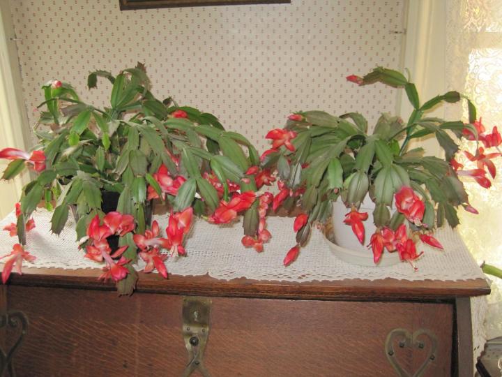 christmas_cactus_002_full_width.jpg