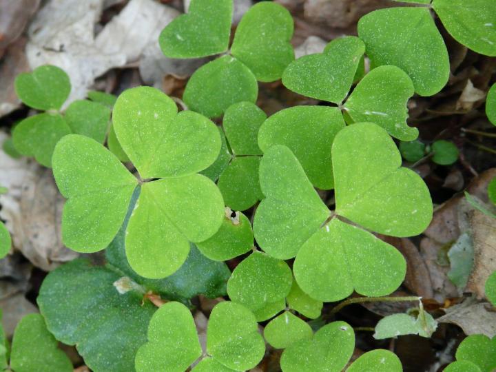 common-wood-sorrel-54163_1920_full_width.jpg