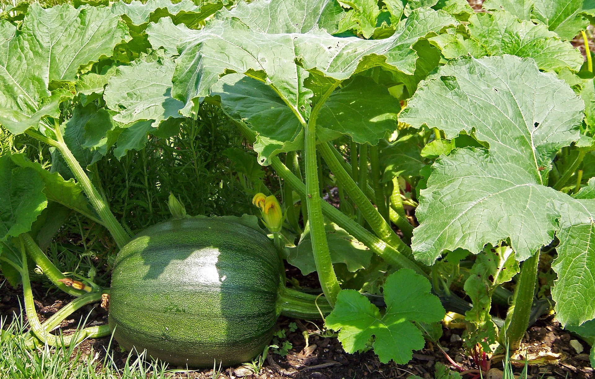 green pumpkin growing in the garden