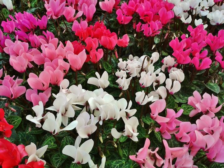 cyclamen-480477_1280_full_width.jpg