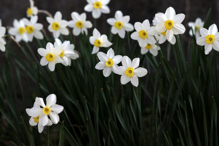 Daffodils