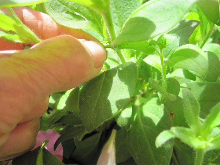  Cut back to the next joint, side bud, or side stem on the stalk where new blooms will form.