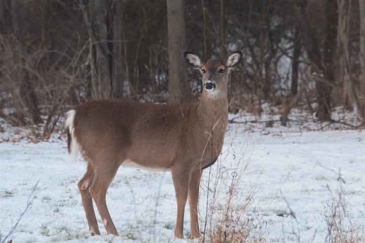 deer-3043108_1920_full_width.jpg