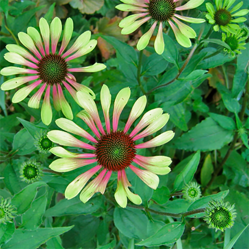 echinacea-green-envy-2.png