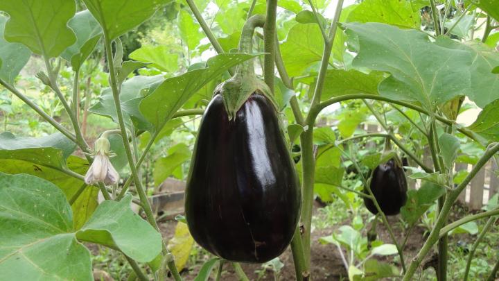 aubergine-1610434_1920_0_full_width.jpg