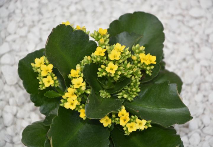 Succulent Plant With Yellow Flowers