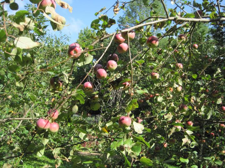 A Great Kitchen Gadget: The Apple Peeler and Corer - Delishably