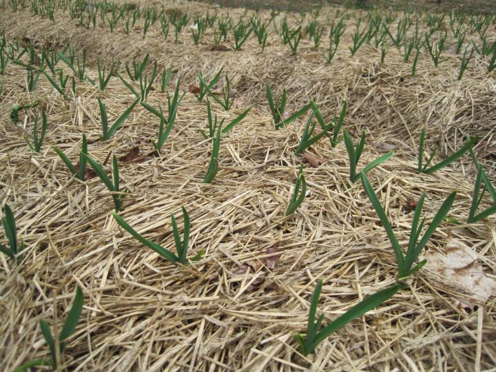 Garlic emerges in the spring with straw mulch