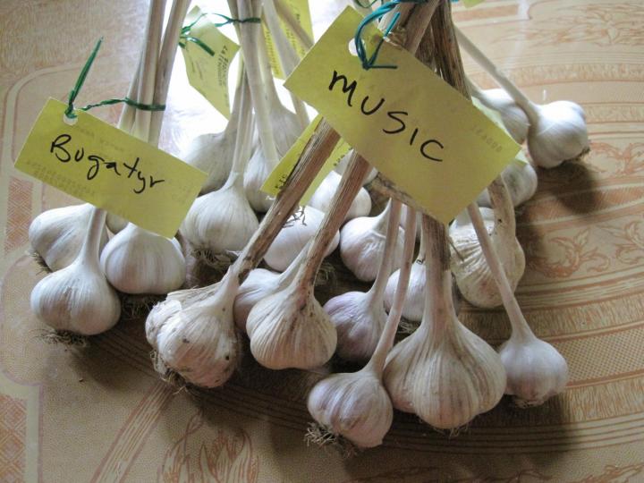 garlic bulbs labelled and ready for winter storage
