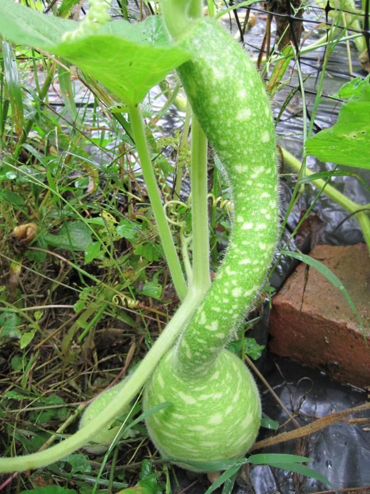 Gourds: Types of Gourds, Growing Gourds, Curing Gourds | Old ...