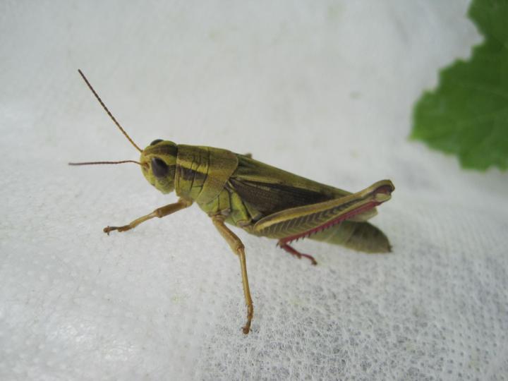 grasshoppers_006_full_width.jpg