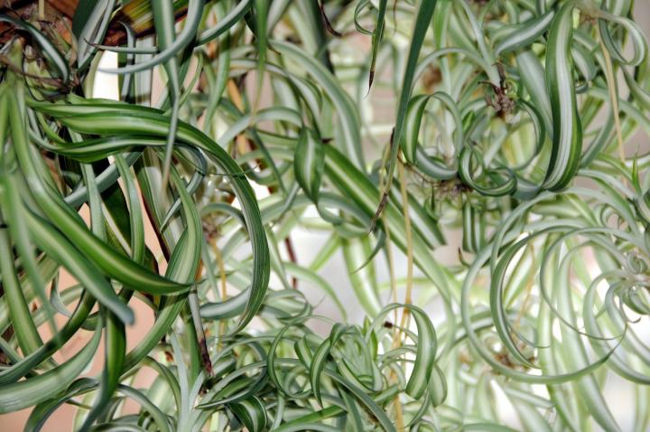 Spider plants