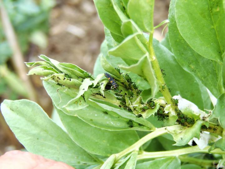 Get Rid of Pests With This 2-Ingredient Homemade Insecticide – Garden Betty