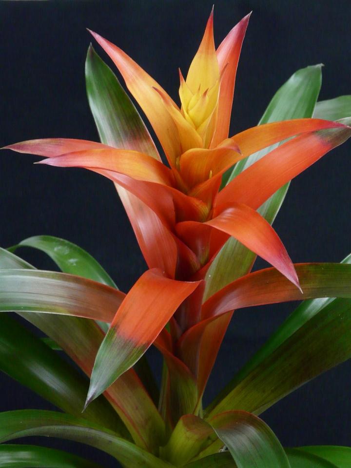 Bromeliad plant
