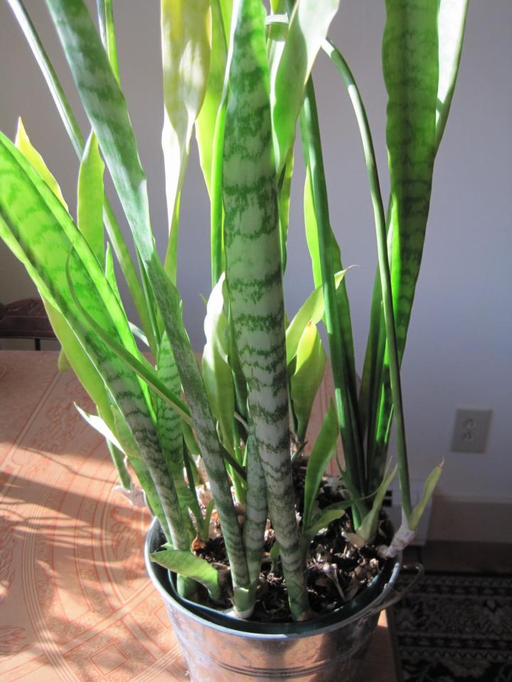 Snake plant