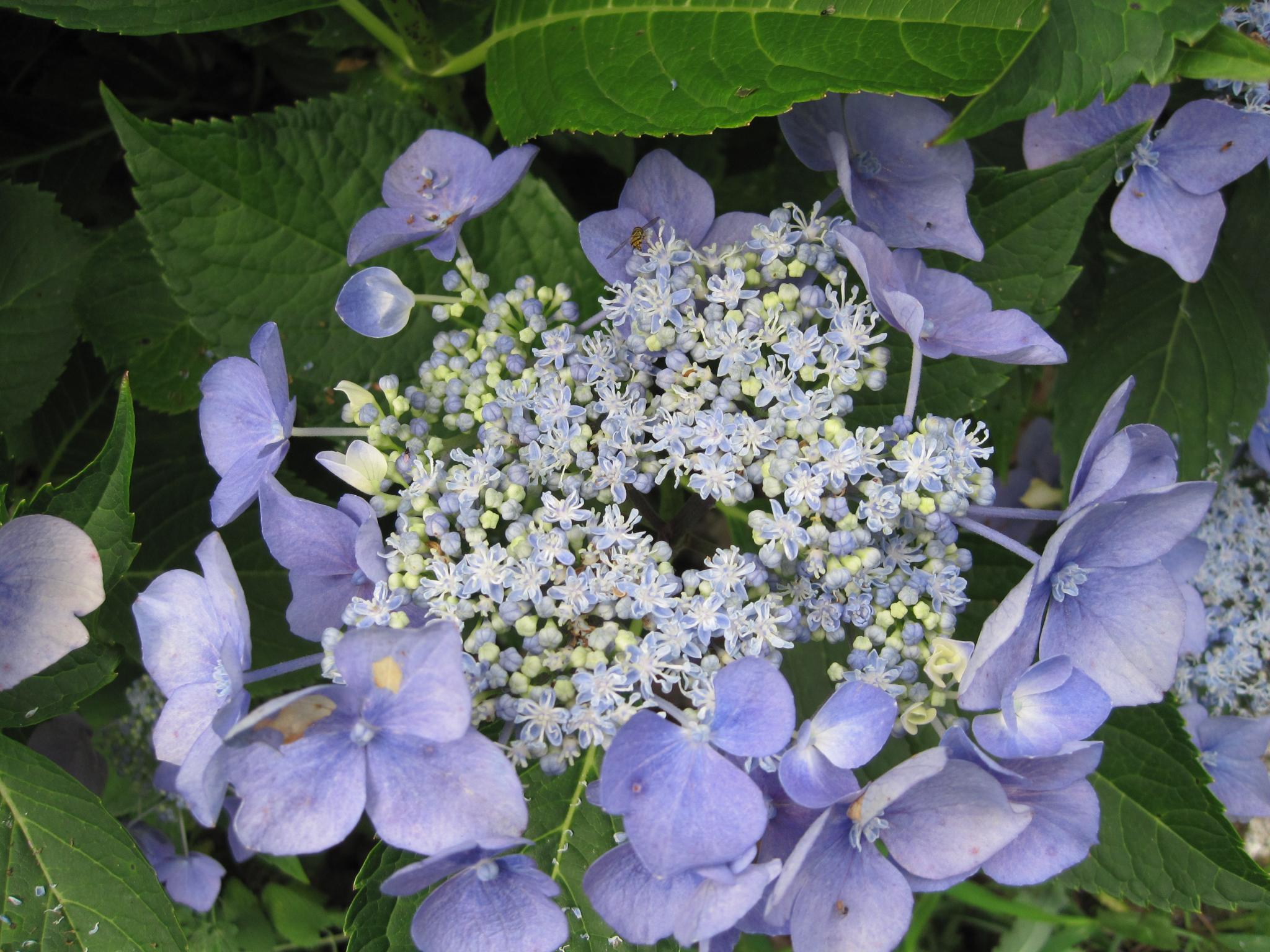 Why Are My Hydrangeas Not Blooming