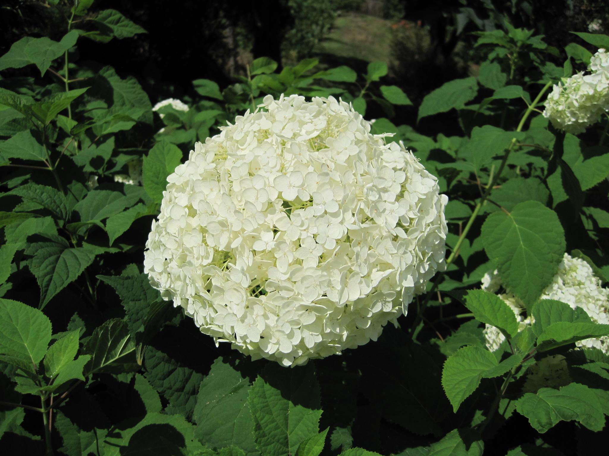 Why Are My Hydrangeas Not Blooming