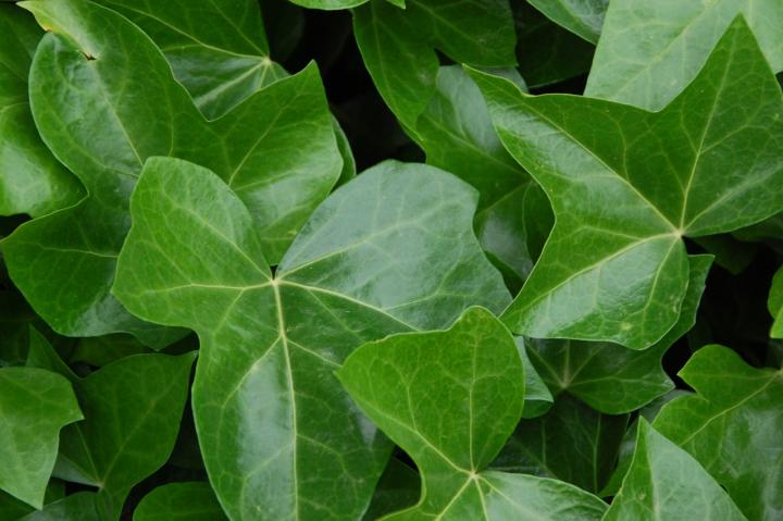 English ivy