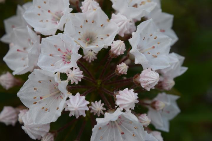 Kalmia- -2352599_1920_full_width.jpg