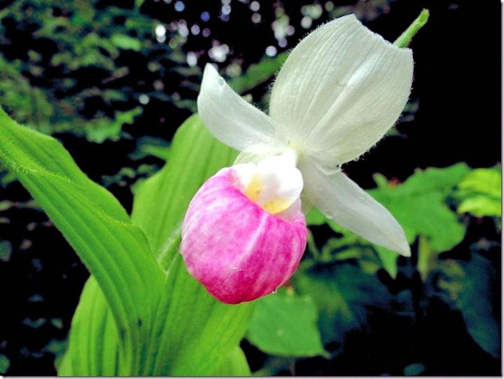 lady-slipper-655150_1920_full_width.jpg