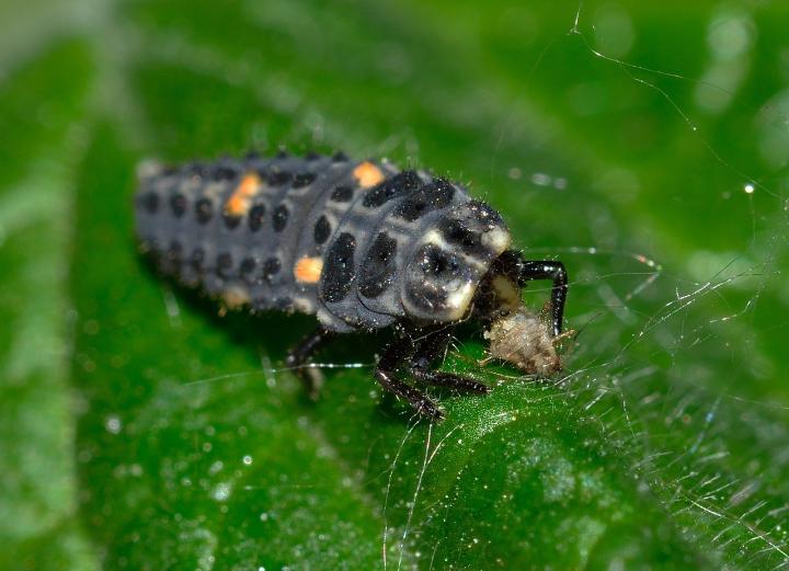 Beneficial Insects: Meet the Beneficial Bugs in Your Garden (with Pictures)  | The Old Farmer's Almanac