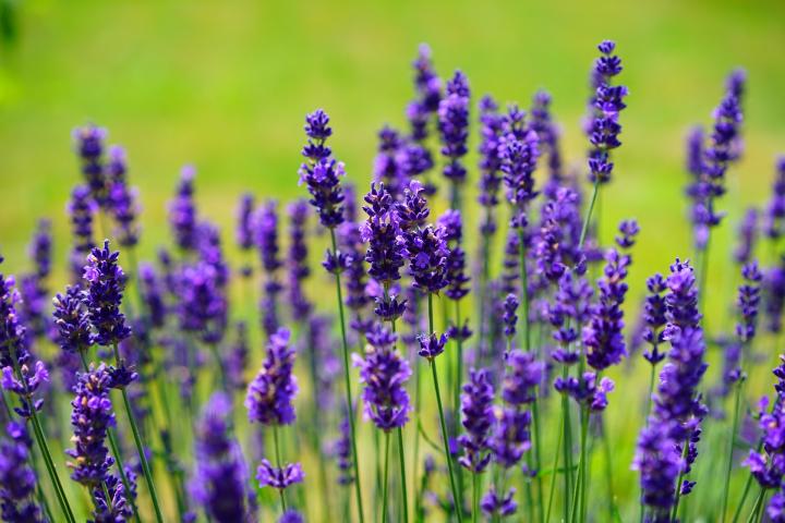 lavender-1117275_1920_0_full_width.jpg