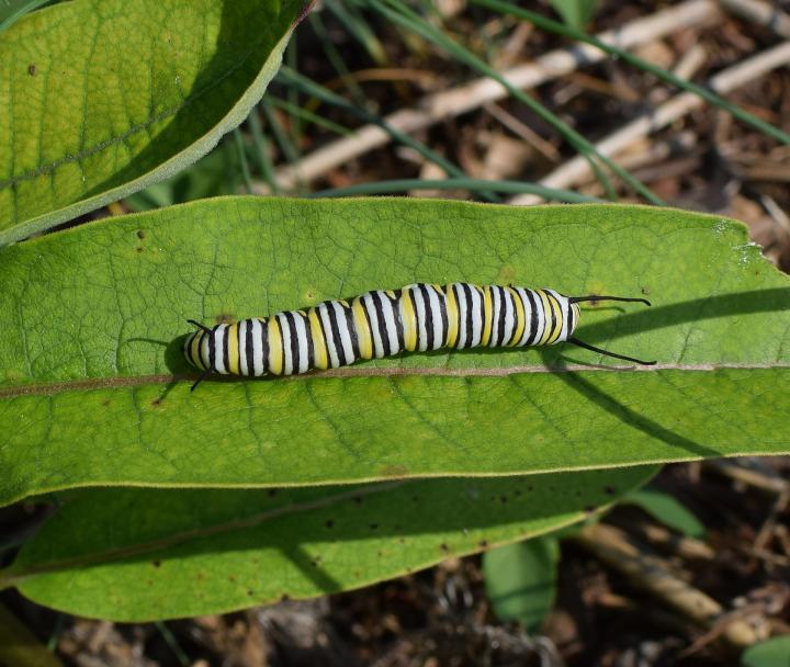 monarch-butterfly-caterpillar-2796852_1920_full_width.jpg