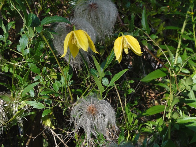 After the flowers fade most clematis, like this yellow 'Pagoda', have interesting shaggy white seedheads.