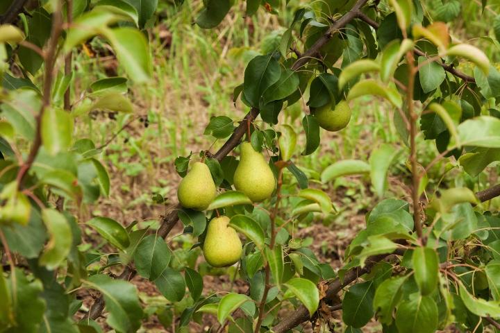 pears-1747893_1920_full_width.jpg