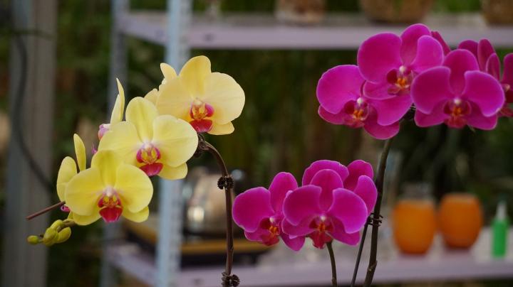 phalaenopsis-1632096_1920_full_width.jpg