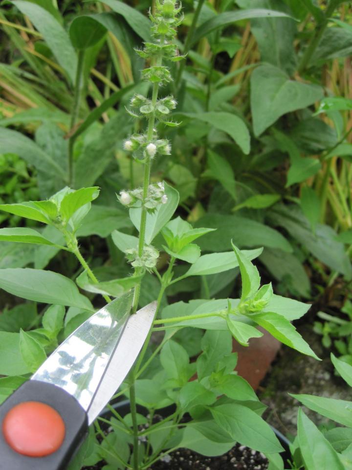 It is hard to keep up with the lime basil. It wants to flower often.