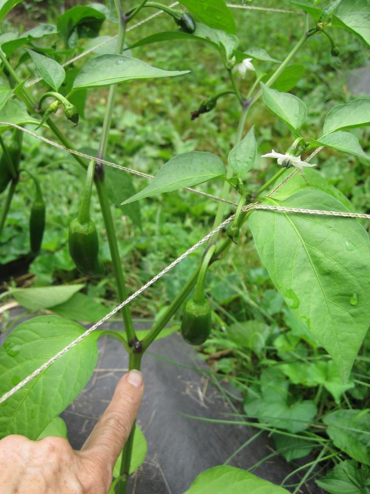 You can see where the first blossoms were removed from this pepper plant it has formed 2 branches.