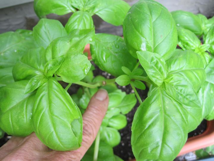 On this basil plant you can see the 2 new stems that grew on each side of the cut. Those new stems are ready to be cut back now.