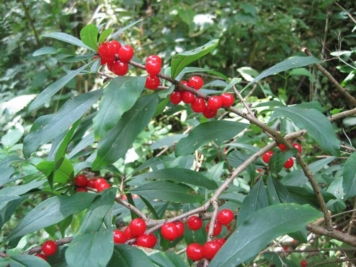 are red holly berries poisonous to dogs