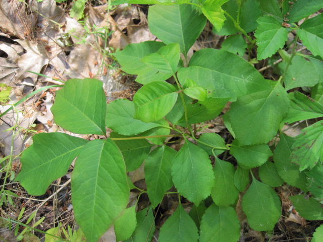 poison-ivy-plant-garden.jpg