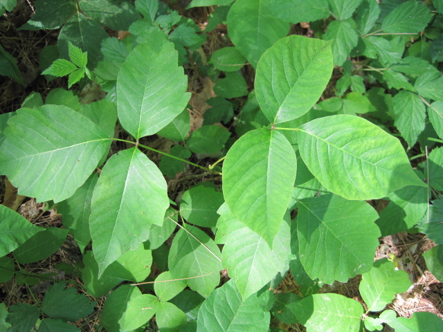 poison-ivy-plant.jpg