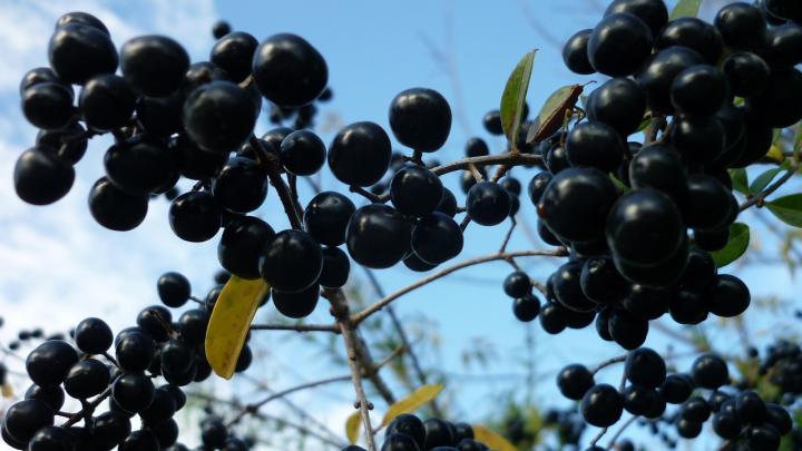 The Poisonous Berries of Fall