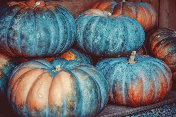 pumpkin-3680425_1920_full_width.jpg