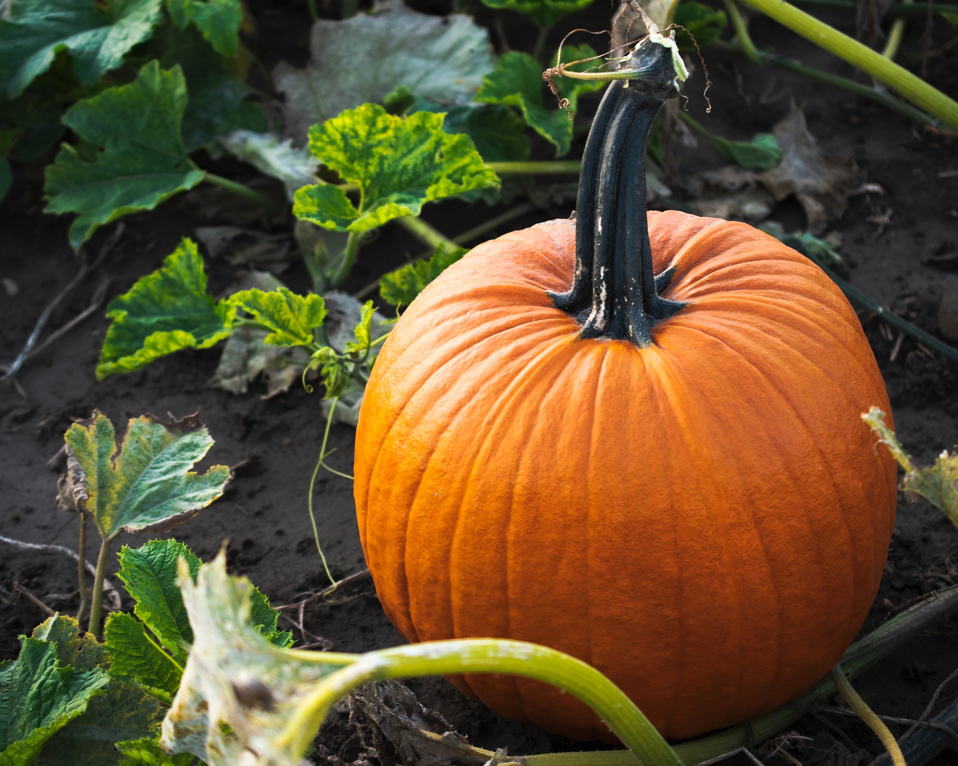 orange pumpkin in the garden, ready to harvest