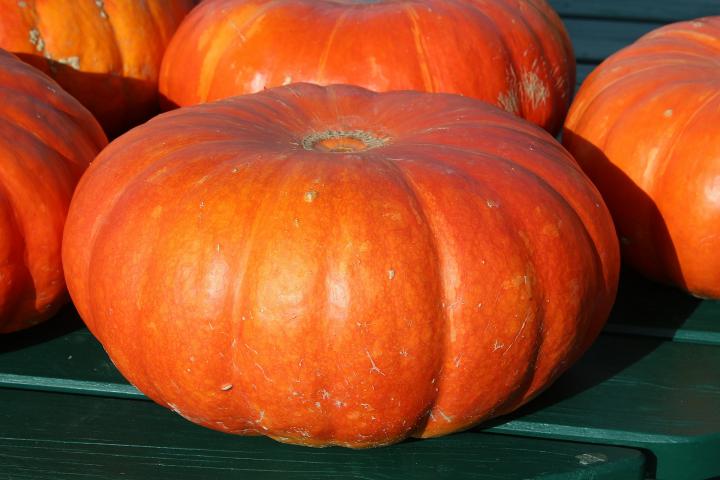 pumpkins-432607_1920_full_width.jpg