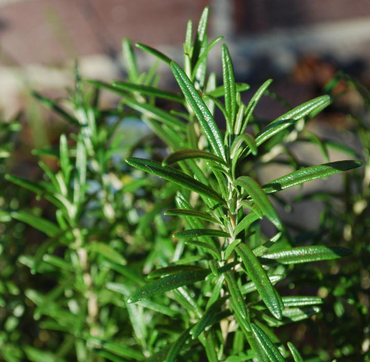 How To Overwinter Rosemary Growing Rosemary Indoors The Old Farmer S Almanac,Coin Stores Near Me Open