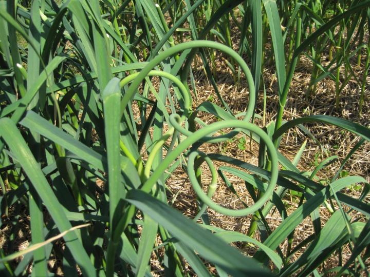 Garlic scapes in a garden