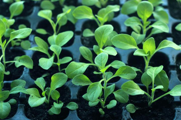 seedling in tray