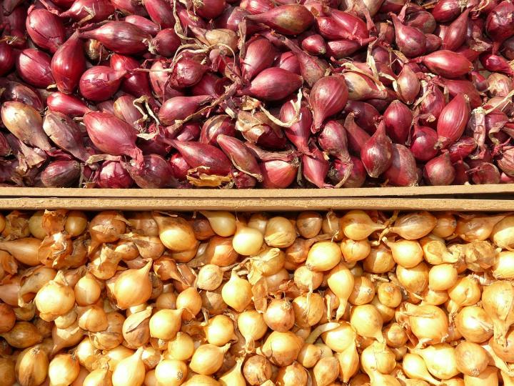 Growing Shallots in the Southern Plains - FineGardening