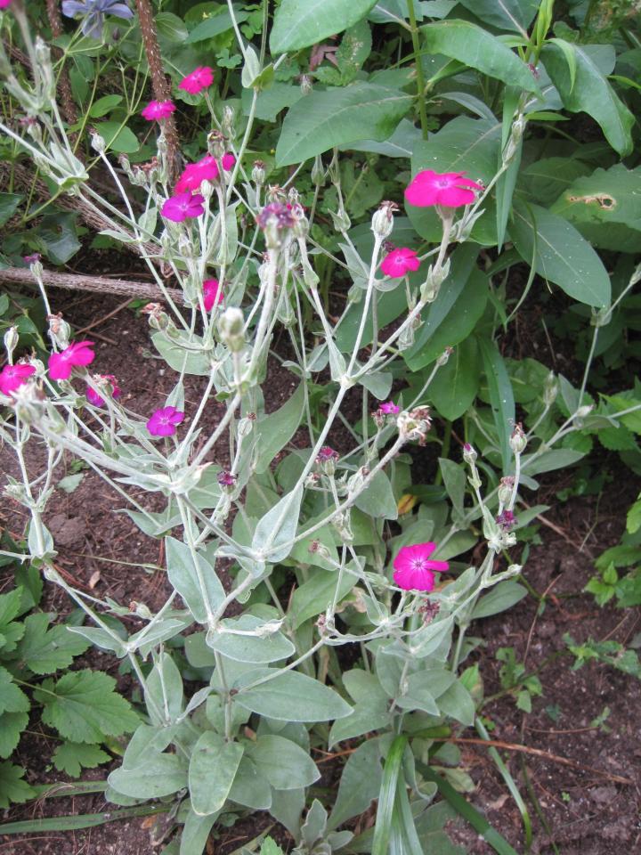 Silver Foliage Plants Add A Touch Of Silver Old Farmer S Almanac