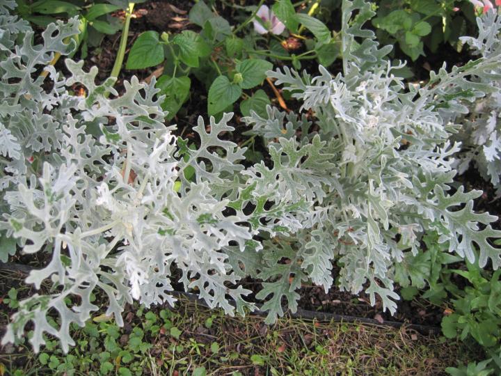 silver_plants_007_full_width.jpg