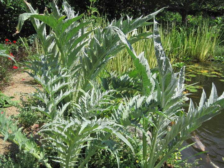 silver_plants_013_full_width.jpg