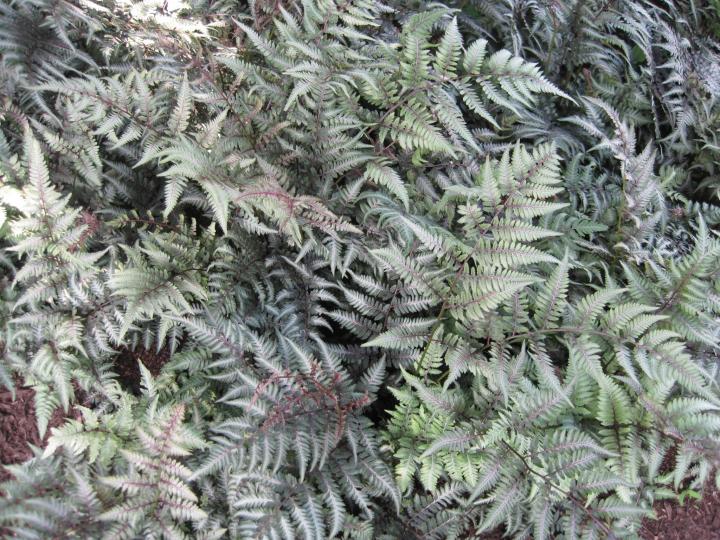 silver_plants_015_full_width.jpg